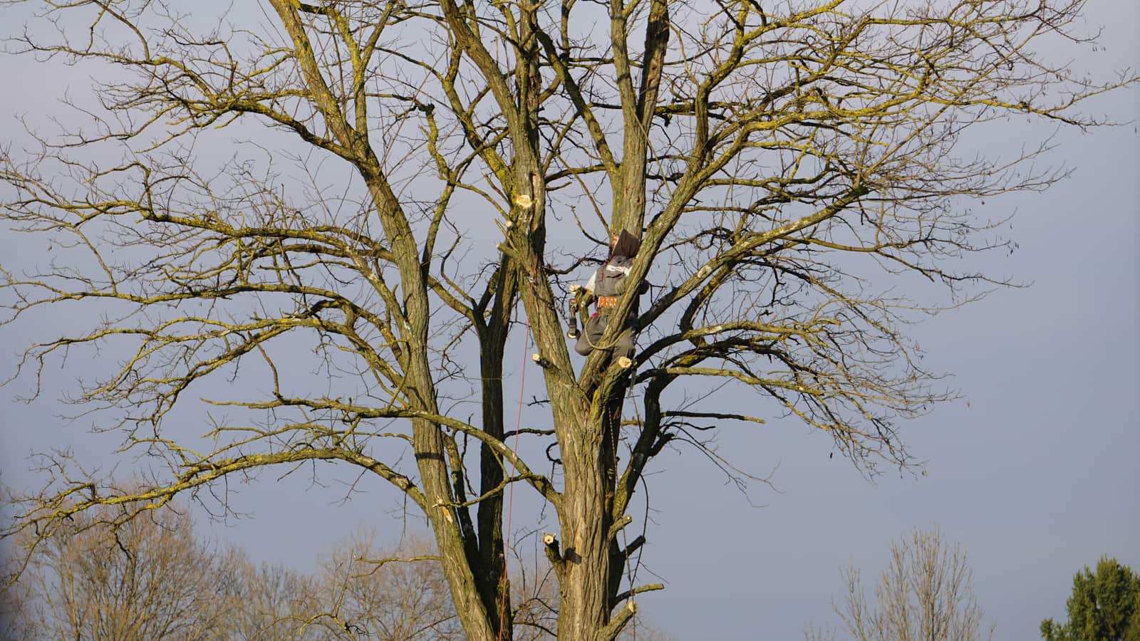 Advanced Tree Care team in Lake County