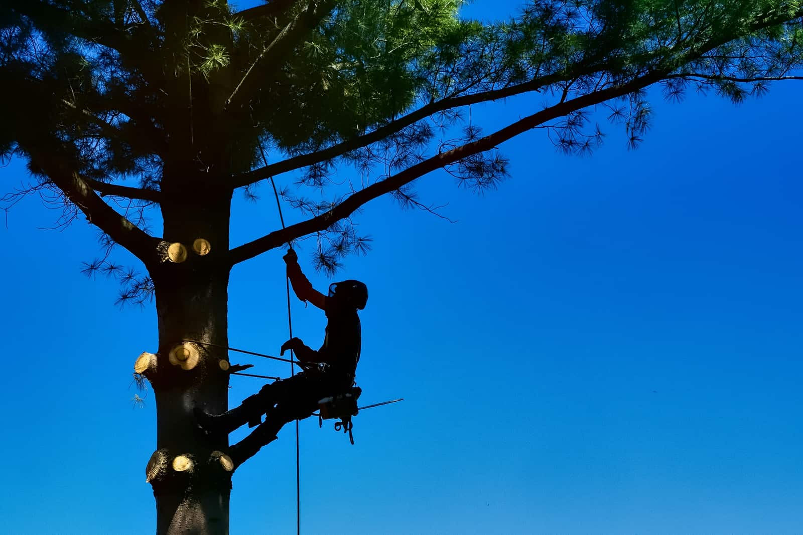 Professional tree care service in Cook County