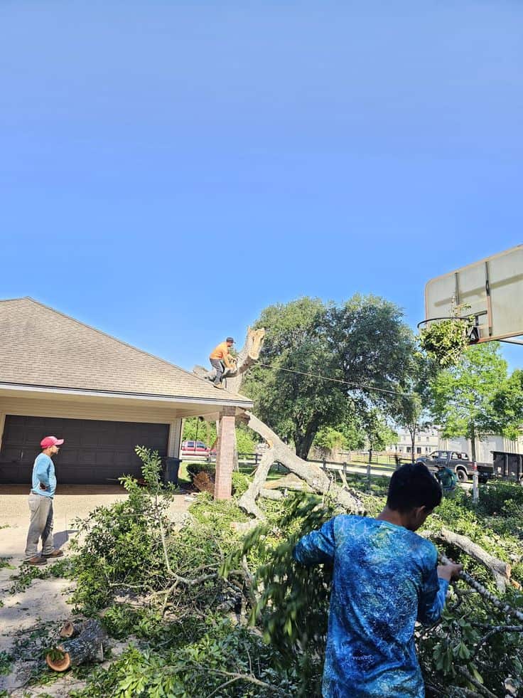 Advanced Tree Care crew at work