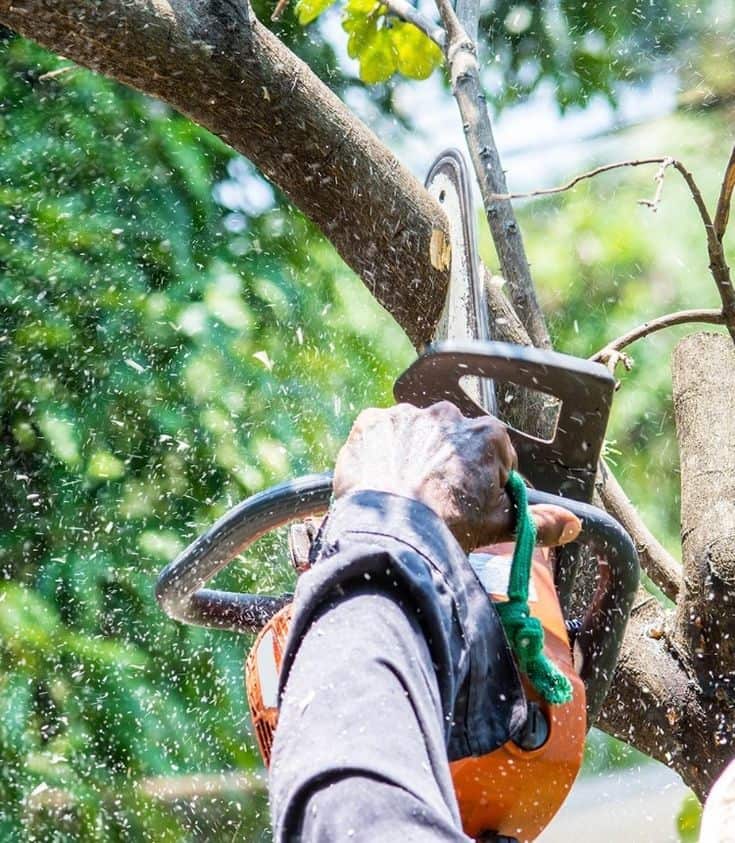 Mike Bramucci, Founder and Owner of Advanced Tree Care