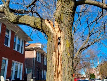 Tree removal and maintenance project