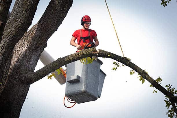 Commercial tree care services