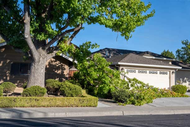 Emergency tree care service 24/7