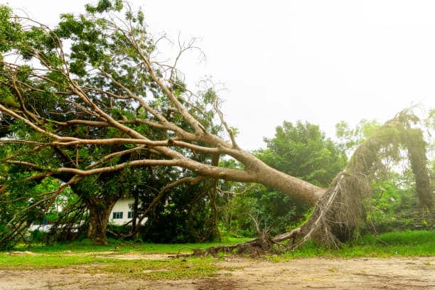 Land clearing and lot clearing