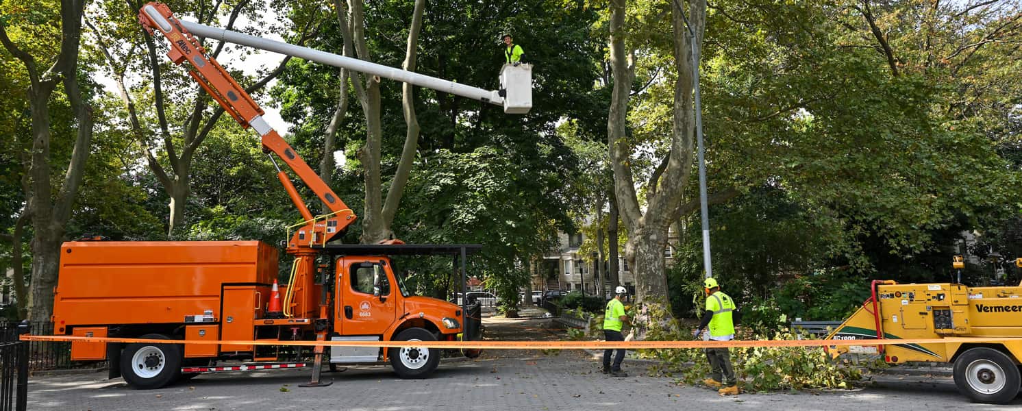 Residential tree care services