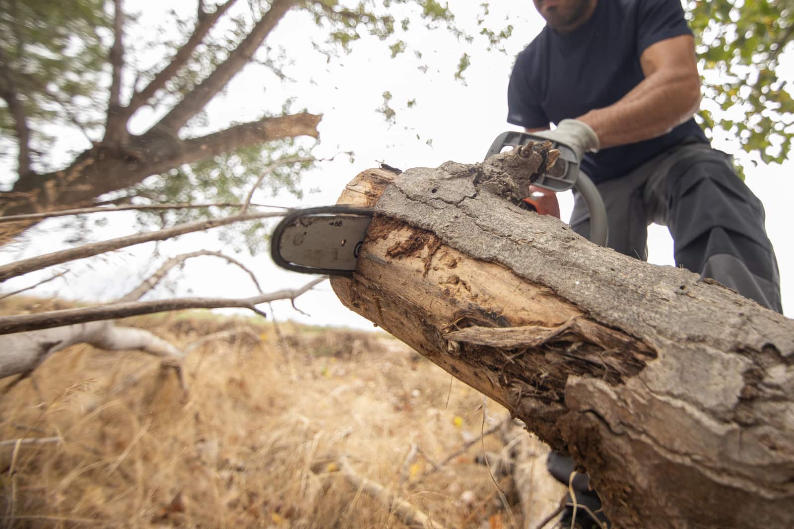 Tree removal service by Advanced Tree Care