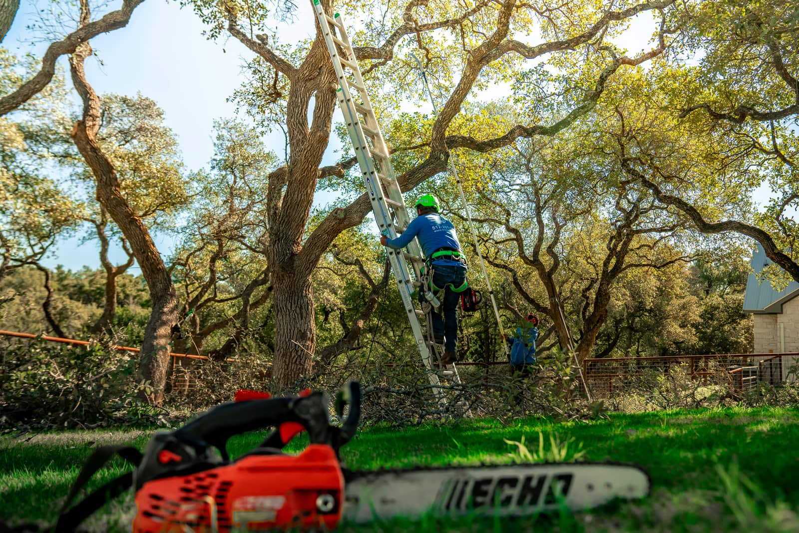Tree trimming and pruning