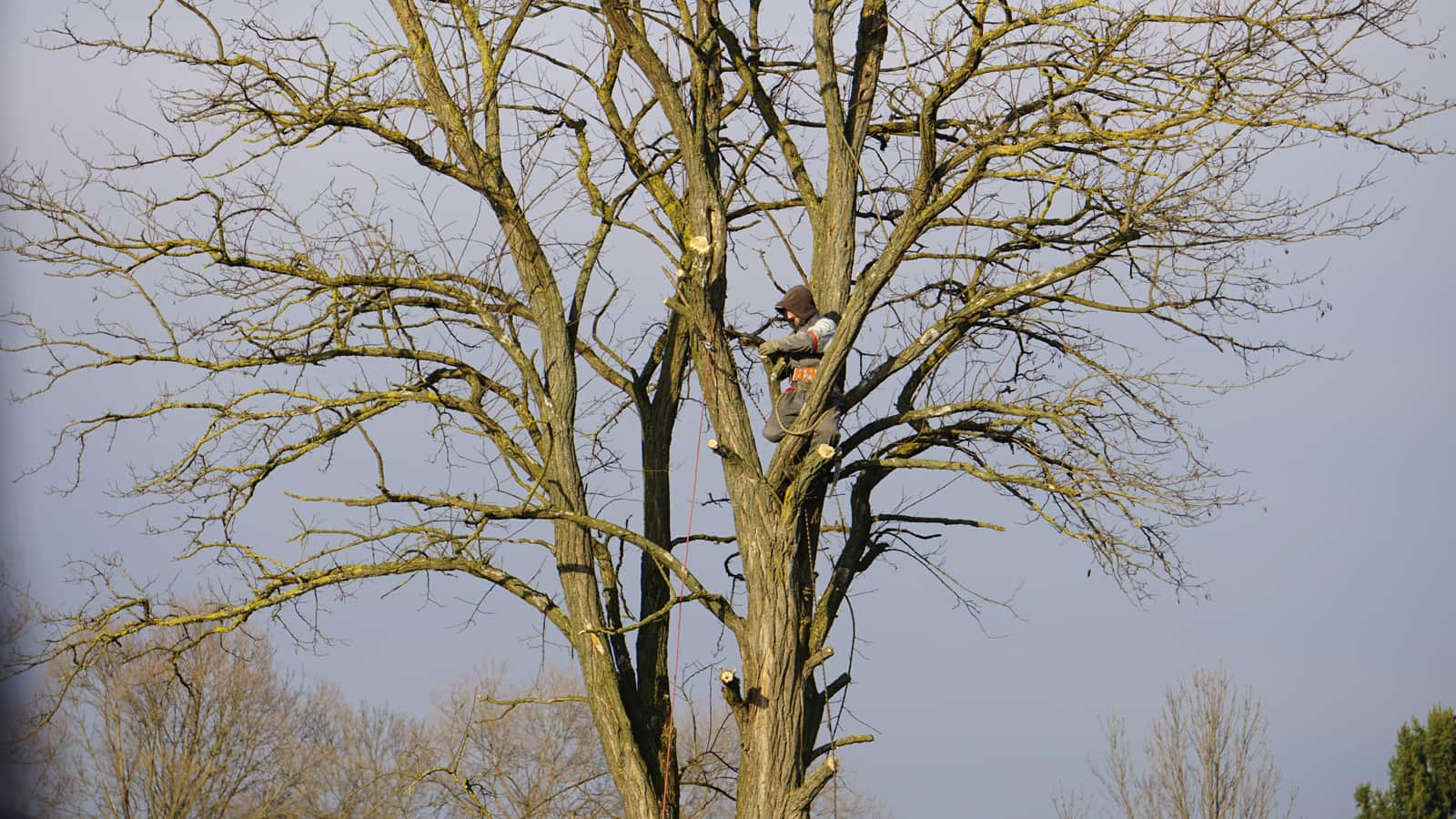 Tree service in the Chicagoland region